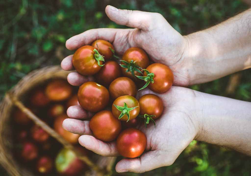 Tomaten frisch geerntet in Haenden gehalten Trockenfruechte kaufen Post Beitrag Genussio