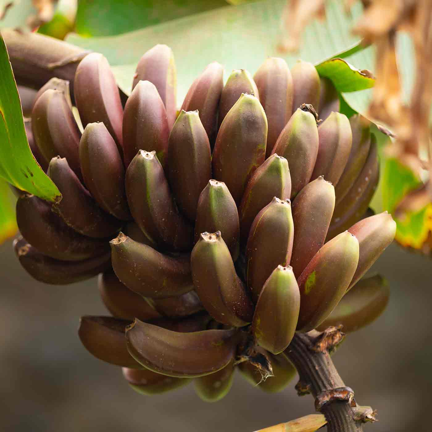 Bananenstaude mit Bananen mit roter Schale Fun Fact Produkt Bio Bananenscheiben online kaufen bei Genussio