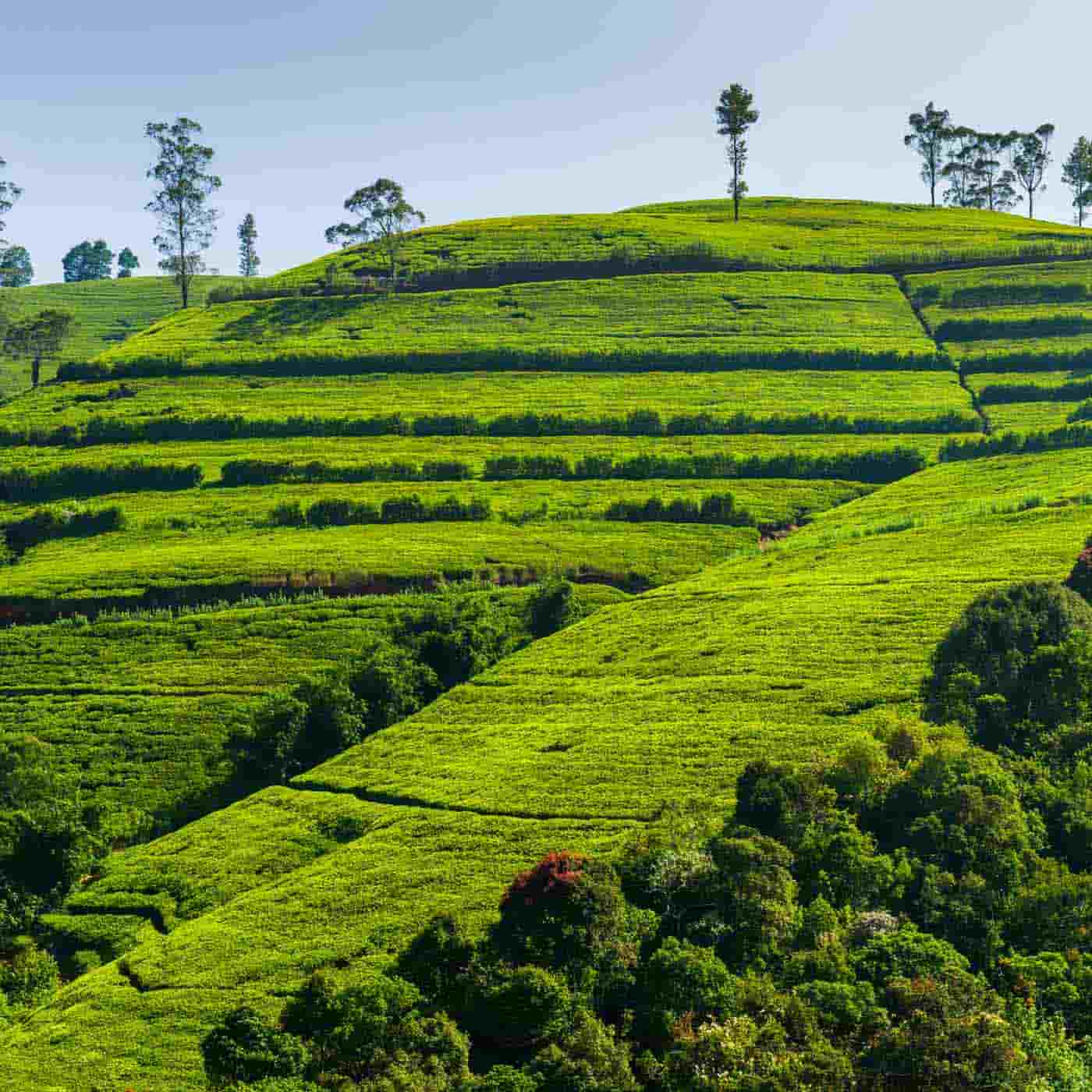Zug fährt über Teeplantage Fun Fact Produkt Ceylon Tee online kaufen bei Genussio