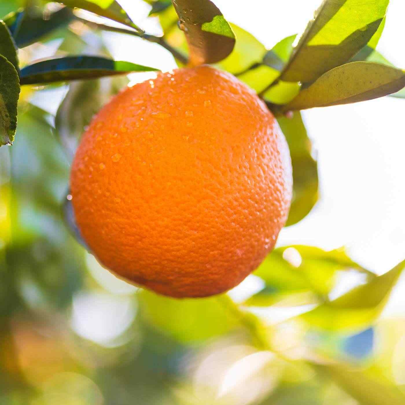 Orange haengt am Baum Fun Fact Produkt Fresh Orange Glycerinseife online kaufen bei Genussio