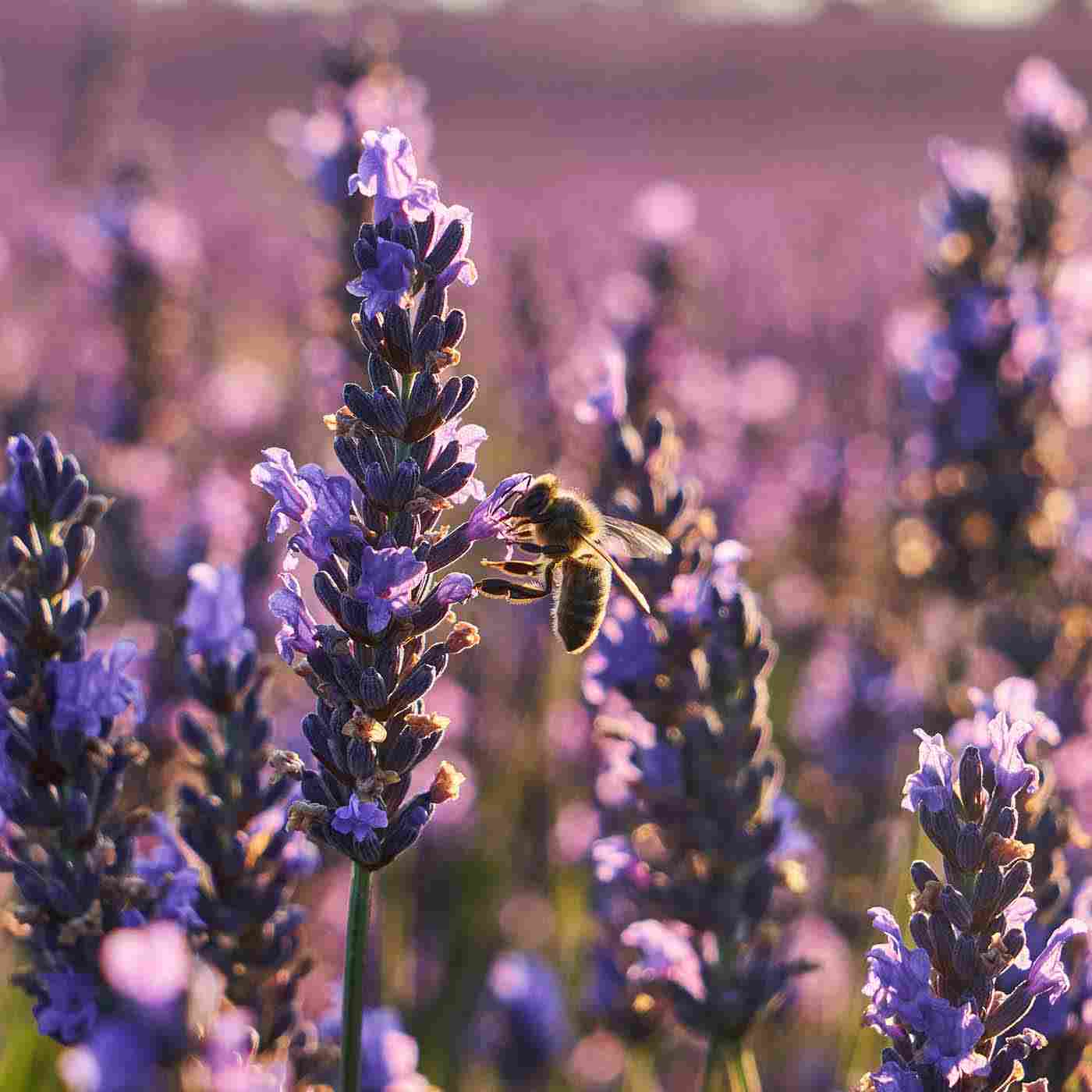 Lavendel auf Lavendelfeld Fun Fact Produkt Lavendeltraum Pflegeseife online kaufen bei Genussio