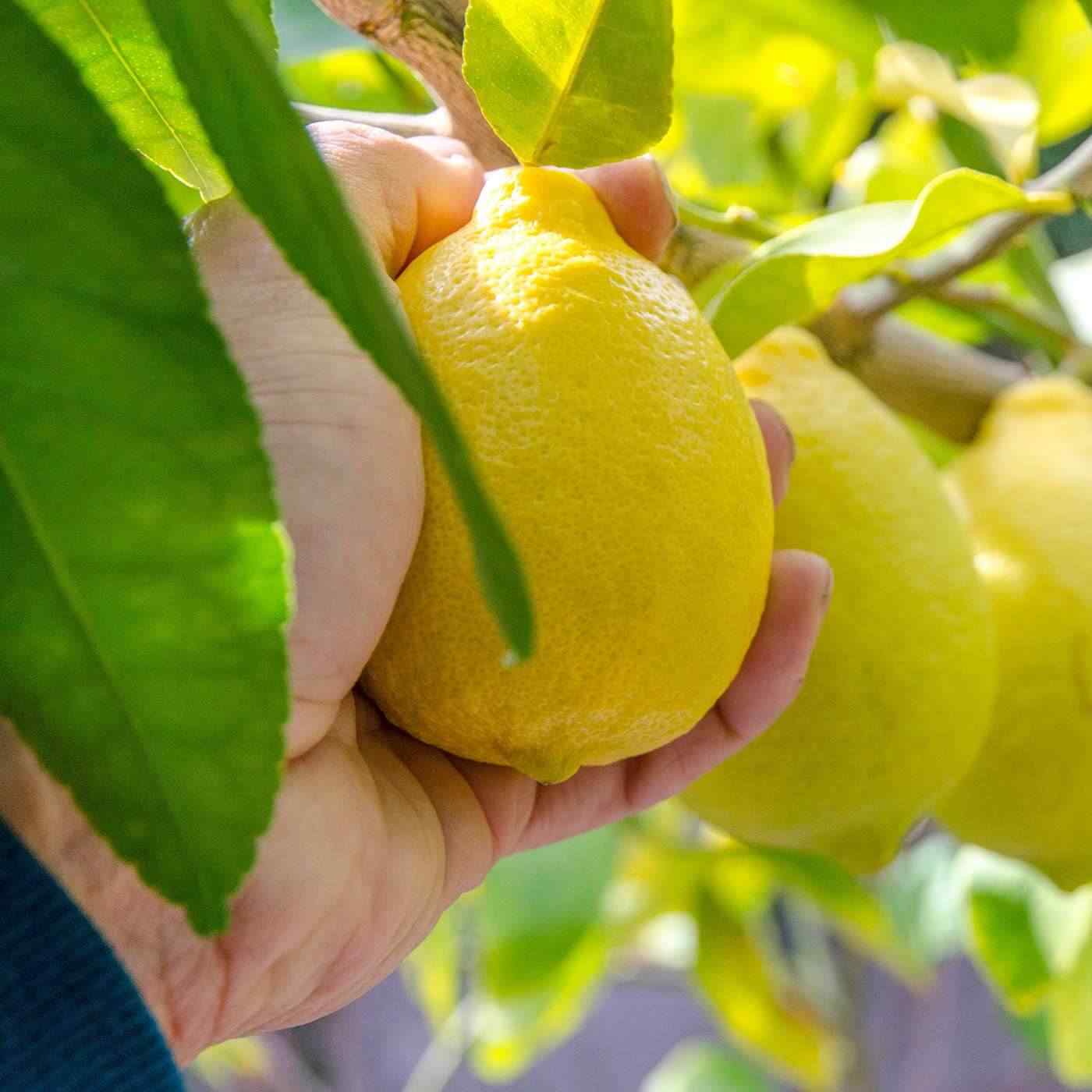 Mann pflueckt Zitrone vom Baum Fun Fact Produkt Lemon Cake Pflegeseife online kaufen bei Genussio