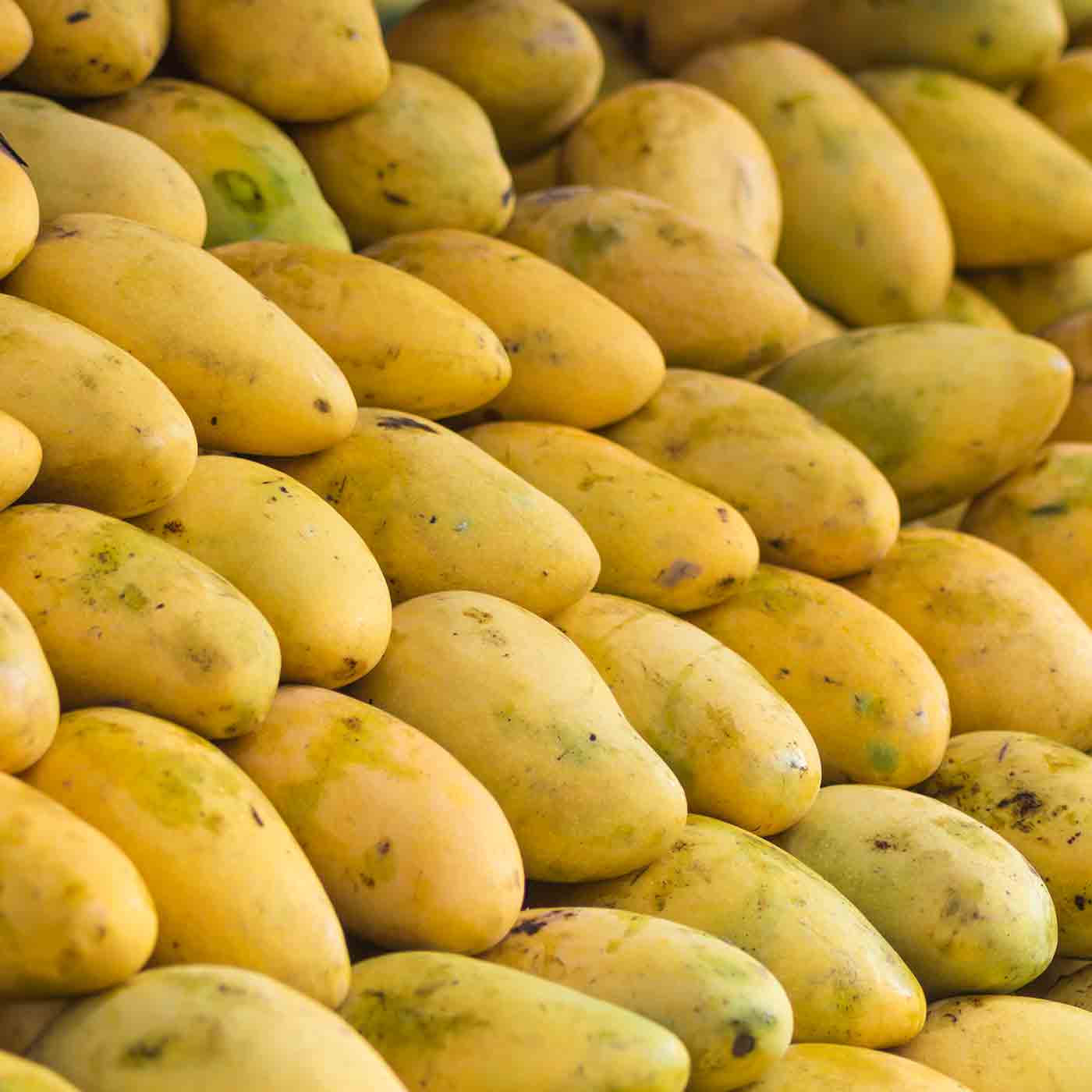 Frische Mangos Fun Fact Produkt Mango Tee online kaufen bei Genussio